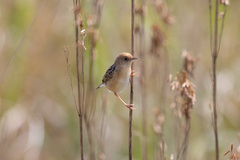 Cisticola exilis