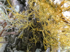 Teloschistes flavicans