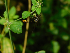 Phimenes flavopictus blanchardi