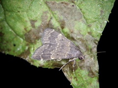 Hydrillodes lentalis