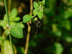 Phimenes flavopictus blanchardi