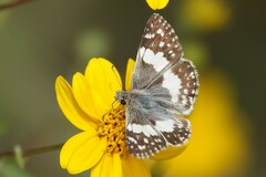 Heliopetes domicella