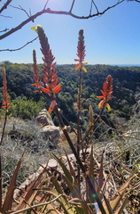 Aloe lutescens
