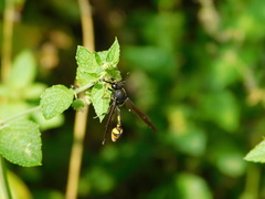 Phimenes flavopictus blanchardi