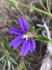 Scaevola ramosissima