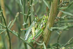 Hesperotettix viridis