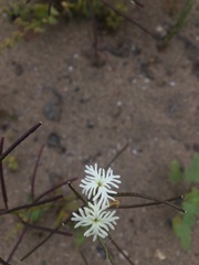 Schizopetalon