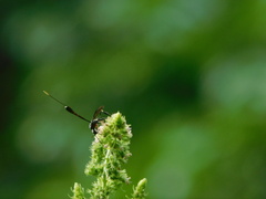 Gasteruption jaculator