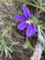 Scaevola ramosissima