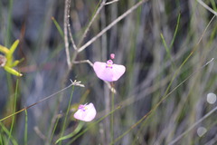 Utricularia uniflora