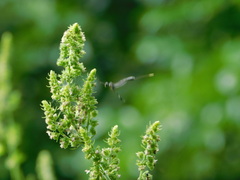 Gasteruption jaculator