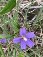 Scaevola ramosissima