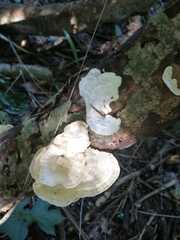 Trametes conchifer