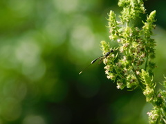 Gasteruption jaculator