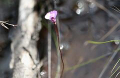 Utricularia uniflora