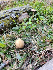 Coprinellus micaceus