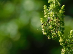 Gasteruption jaculator