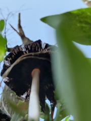 Coprinellus micaceus