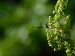 Gasteruption jaculator