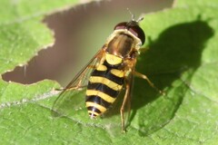 Syrphus rectus