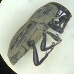 Sphenophorus coesifrons
