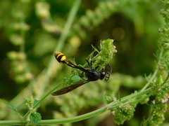 Phimenes flavopictus blanchardi