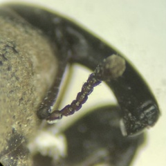 Sphenophorus coesifrons