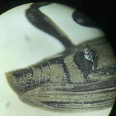Sphenophorus coesifrons