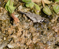 Paratettix mexicanus