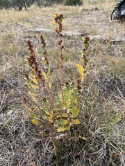 Crocanthemum bicknellii