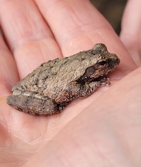 Chiromantis xerampelina