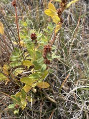 Crocanthemum bicknellii