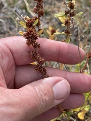 Crocanthemum bicknellii