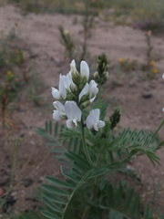 Astragalus coquimbensis