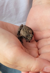 Chiromantis xerampelina