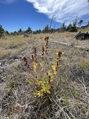 Crocanthemum bicknellii