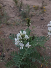 Astragalus coquimbensis