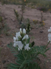 Astragalus coquimbensis