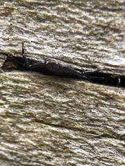 Trachycosmidae