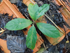 Artocarpus heterophyllus