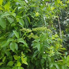 Psychotria polycarpa