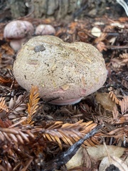 Rubroboletus eastwoodiae