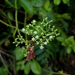 Psychotria polycarpa