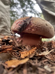 Rubroboletus eastwoodiae