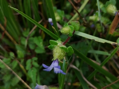 Cyananthus inflatus