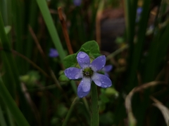 Cyananthus inflatus