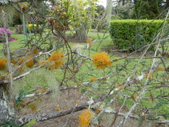 Teloschistes flavicans