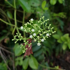 Psychotria polycarpa