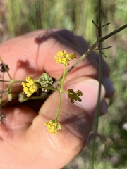 Foeniculum vulgare