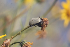 Hologymnetis cinerea